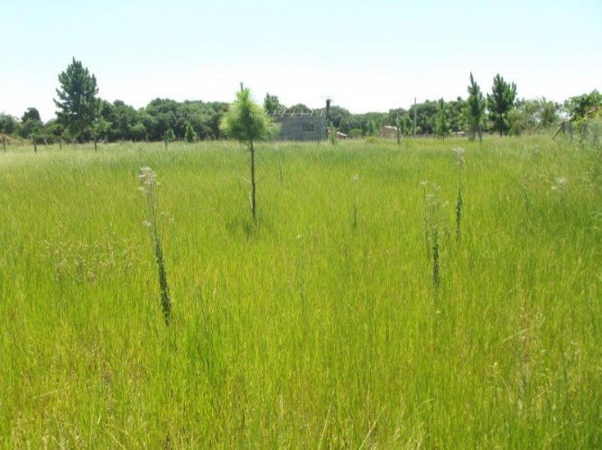 Terreno à venda, 300m² - Foto 8