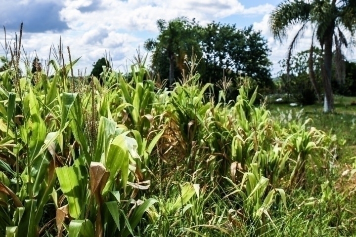 Terreno à venda, 2m² - Foto 6