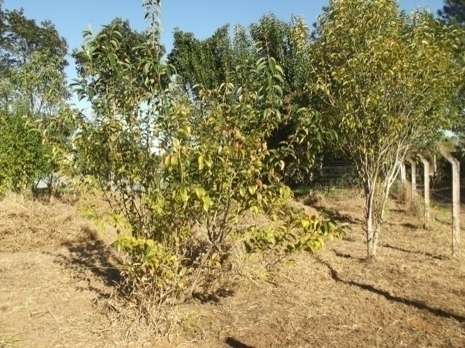 Terreno à venda, 600m² - Foto 2