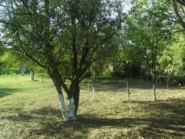 Fazenda à venda com 2 quartos, 90m² - Foto 12