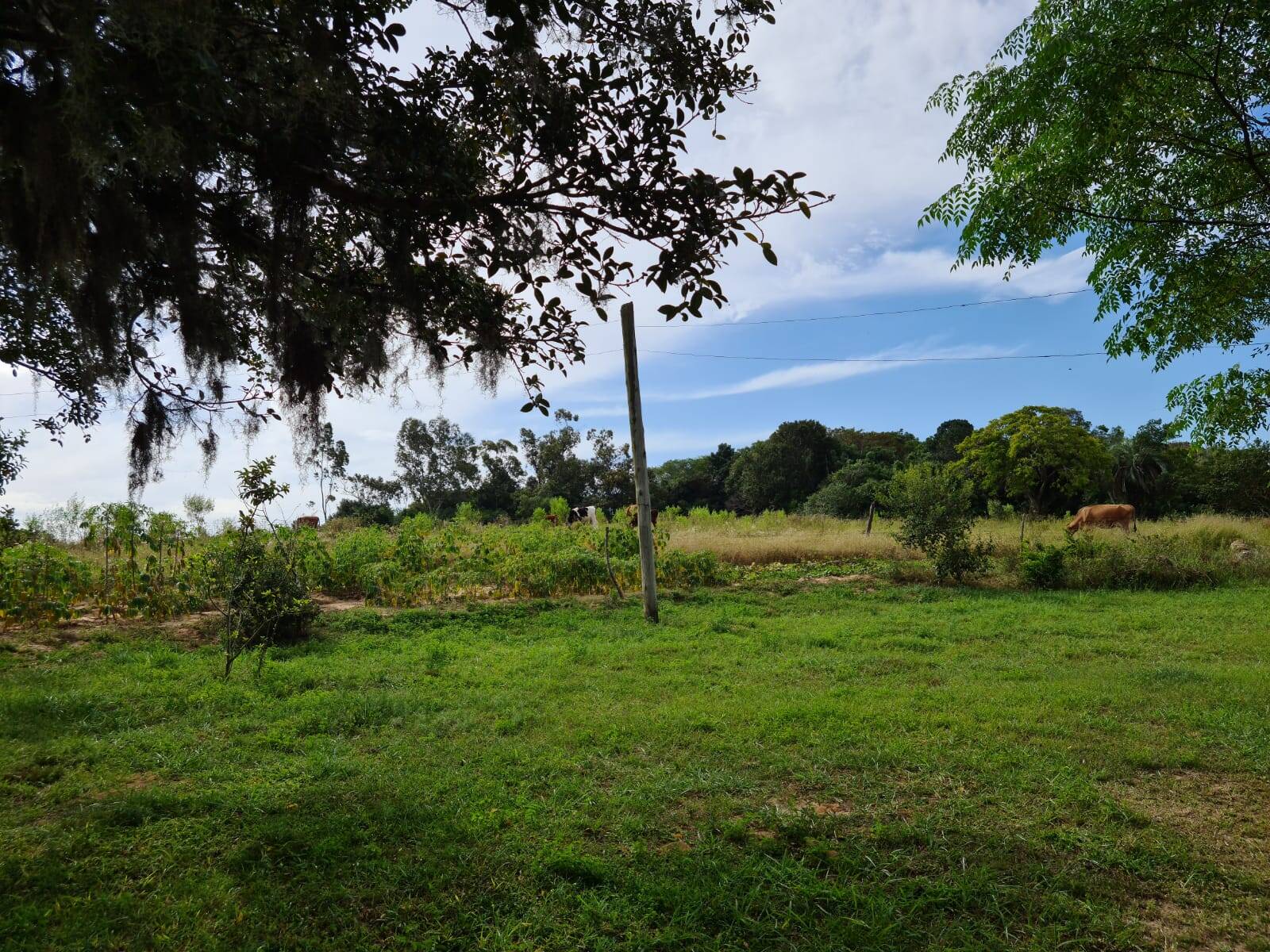 Fazenda à venda com 1 quarto, 84m² - Foto 3