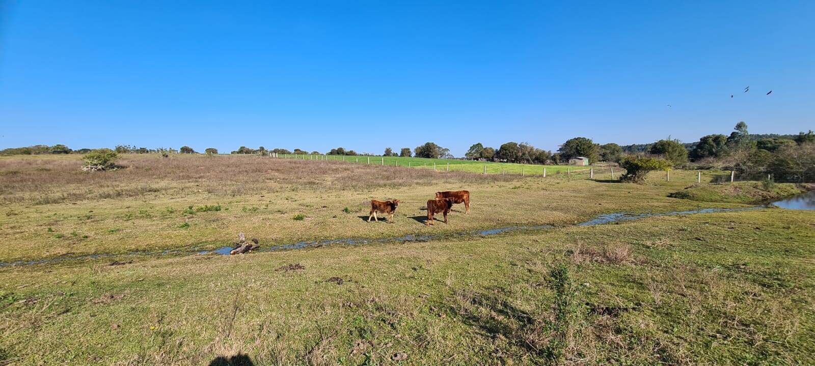 Fazenda à venda com 1 quarto, 84m² - Foto 7