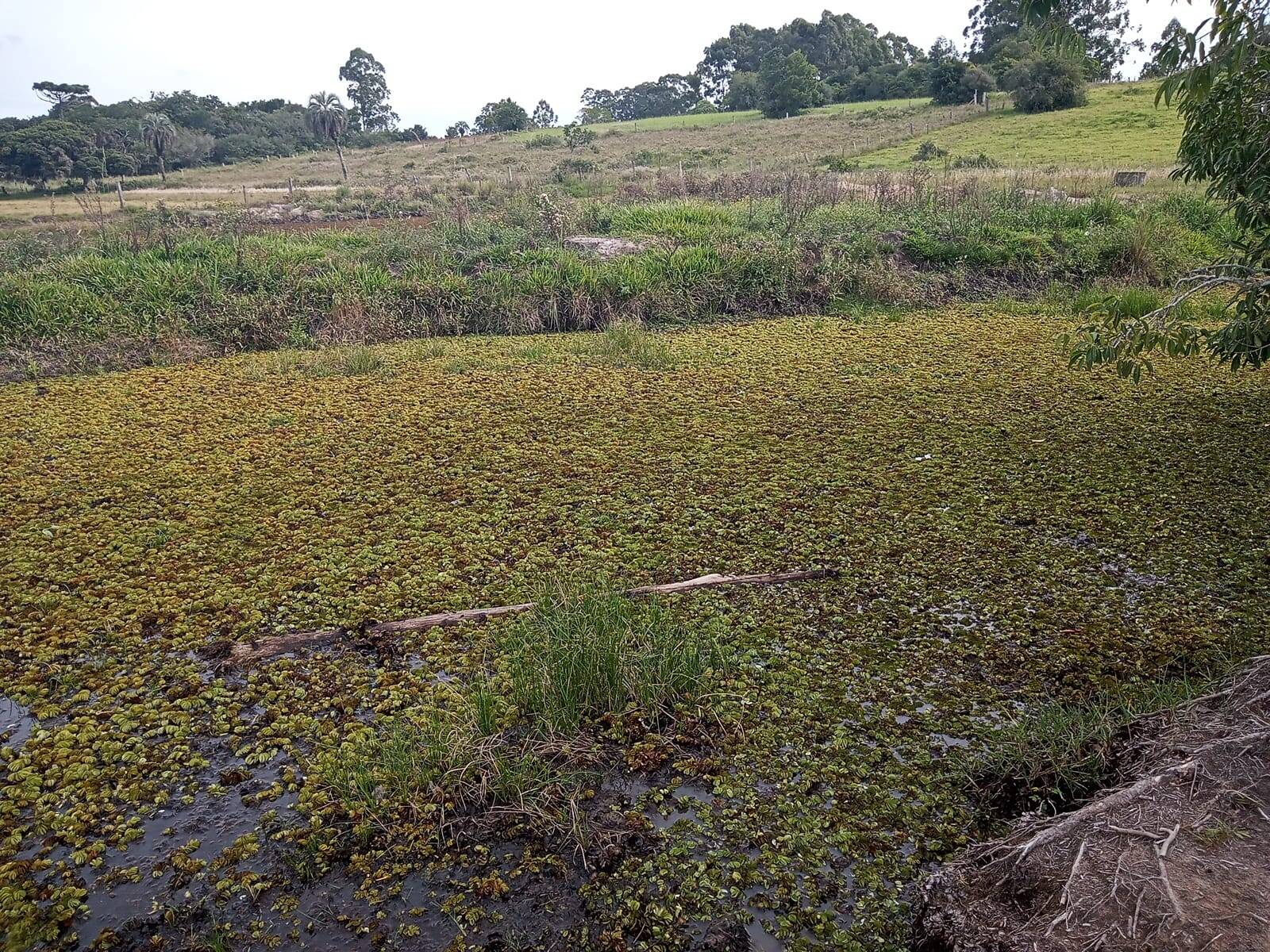 Terreno à venda, 10000m² - Foto 5