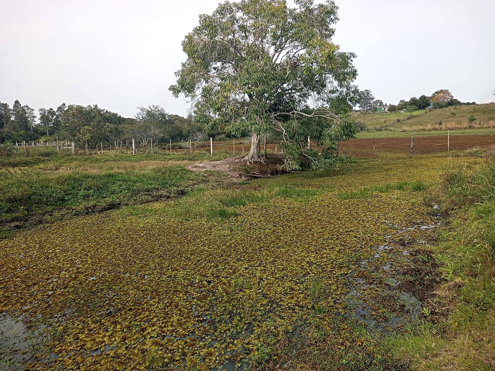 Terreno à venda, 10000m² - Foto 6