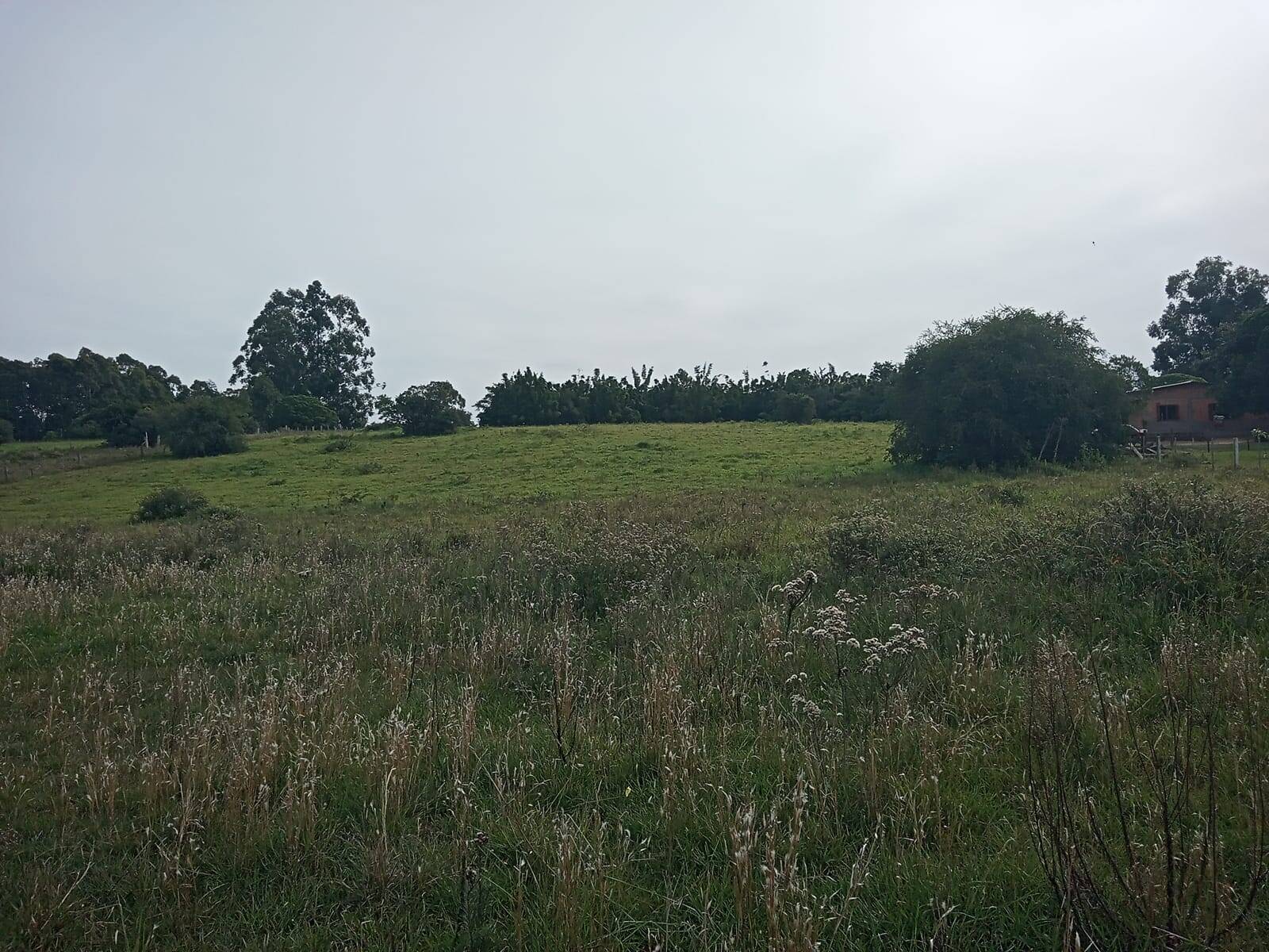 Terreno à venda, 10000m² - Foto 3