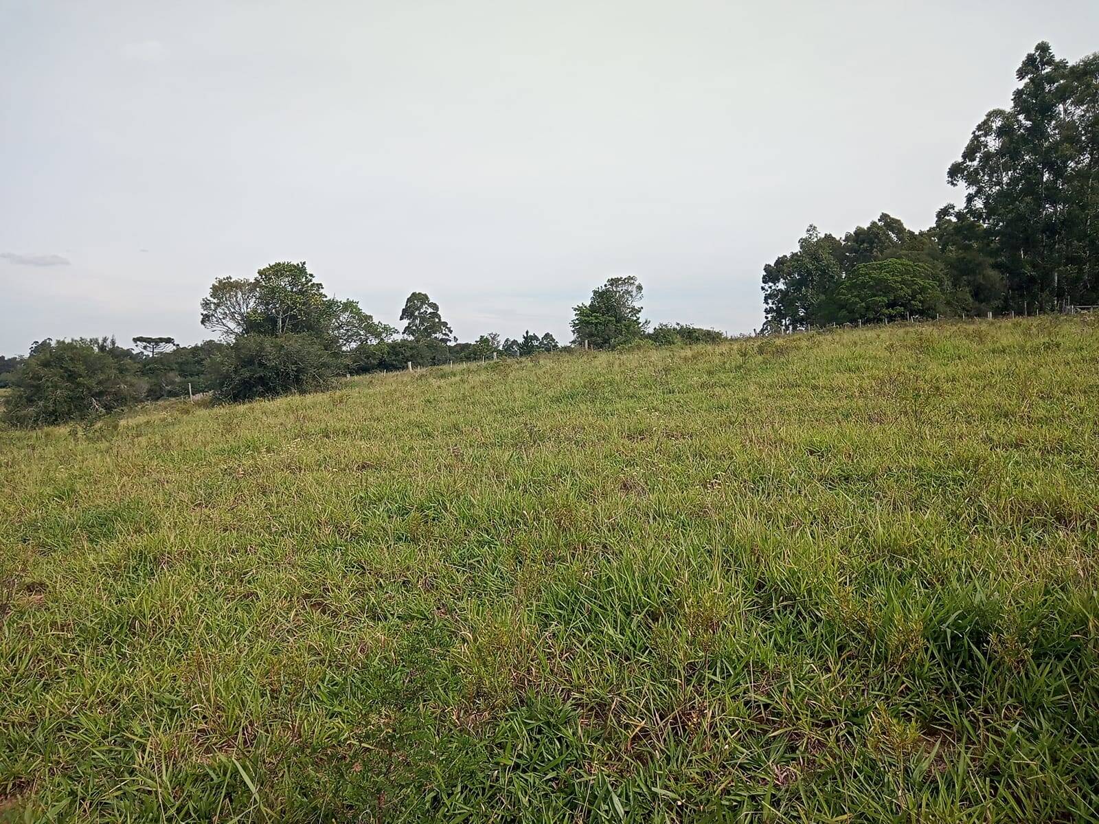 Terreno à venda, 10000m² - Foto 1