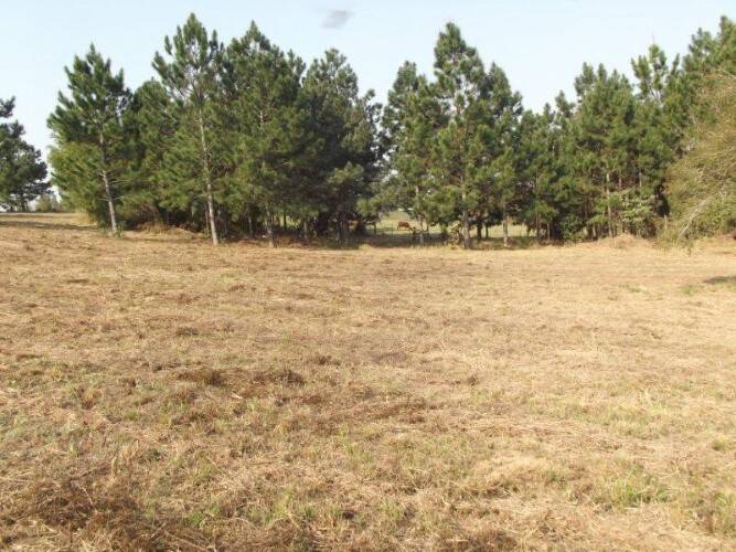 Terreno à venda, 80000m² - Foto 7