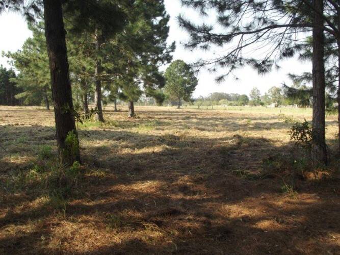 Terreno à venda, 80000m² - Foto 10