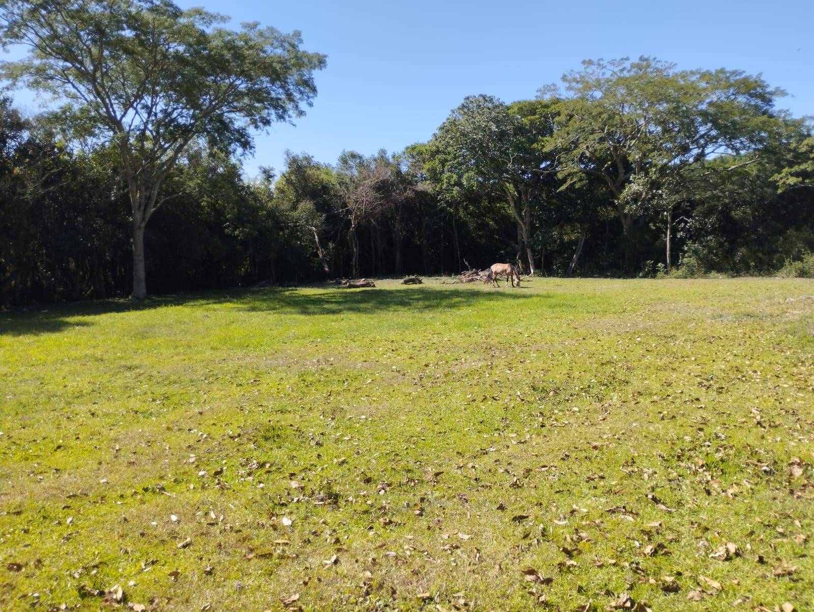 Fazenda à venda com 4 quartos, 261m² - Foto 13