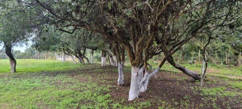 Fazenda à venda com 3 quartos, 18m² - Foto 22