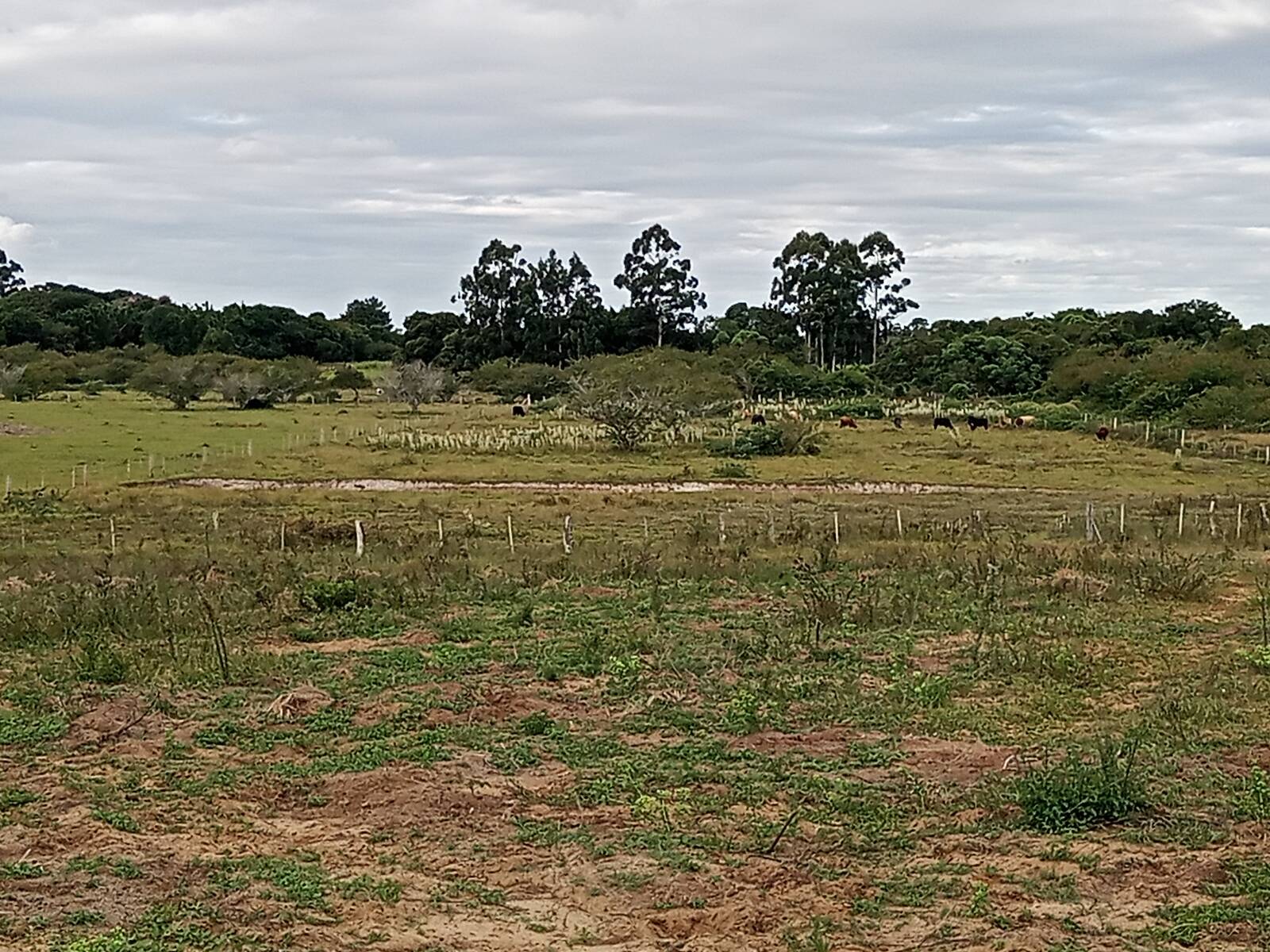 Terreno à venda, 20000m² - Foto 1