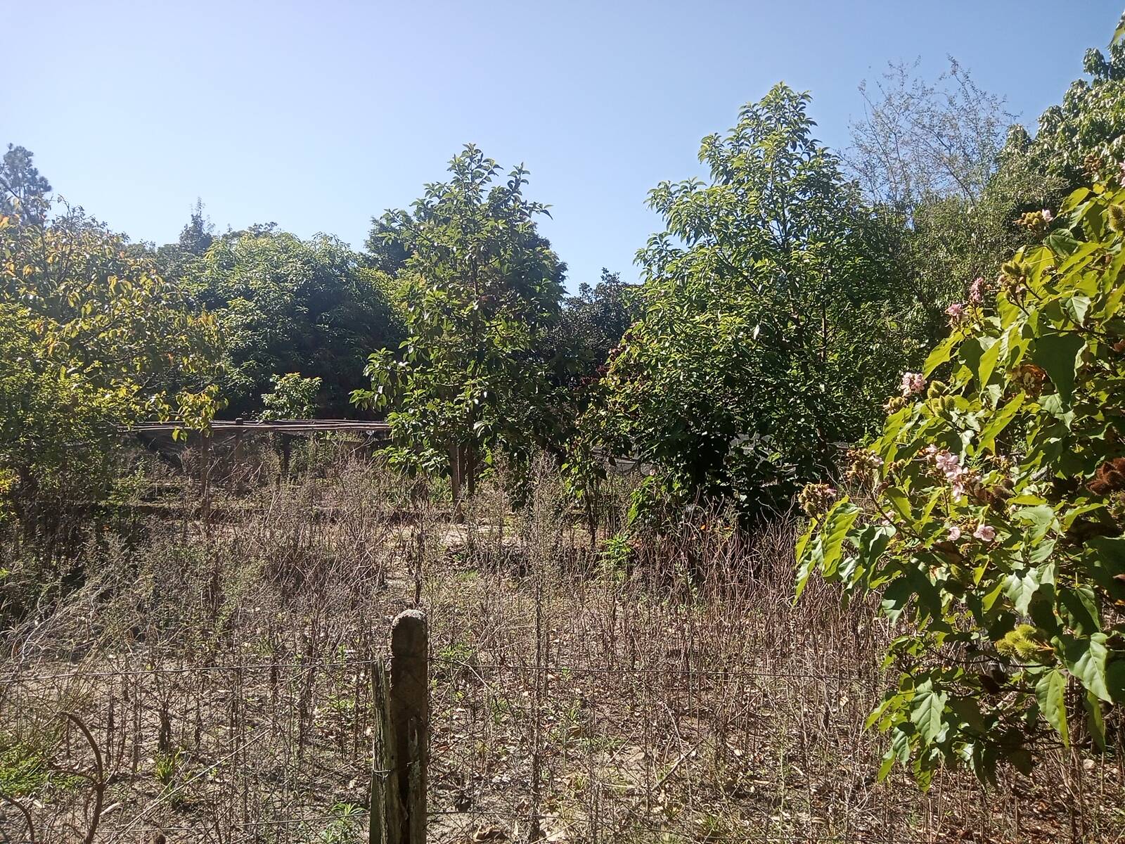 Fazenda à venda com 2 quartos, 200m² - Foto 37