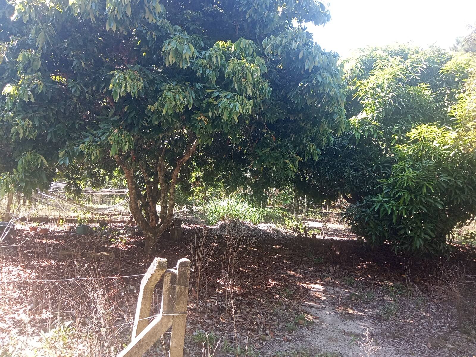 Fazenda à venda com 2 quartos, 200m² - Foto 33