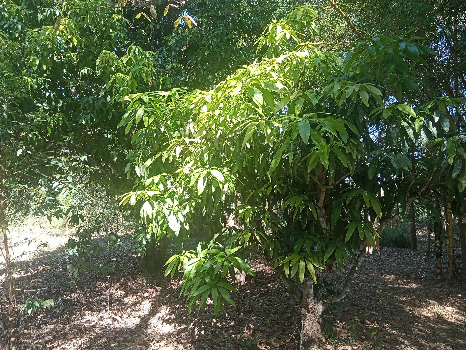 Fazenda à venda com 2 quartos, 200m² - Foto 34