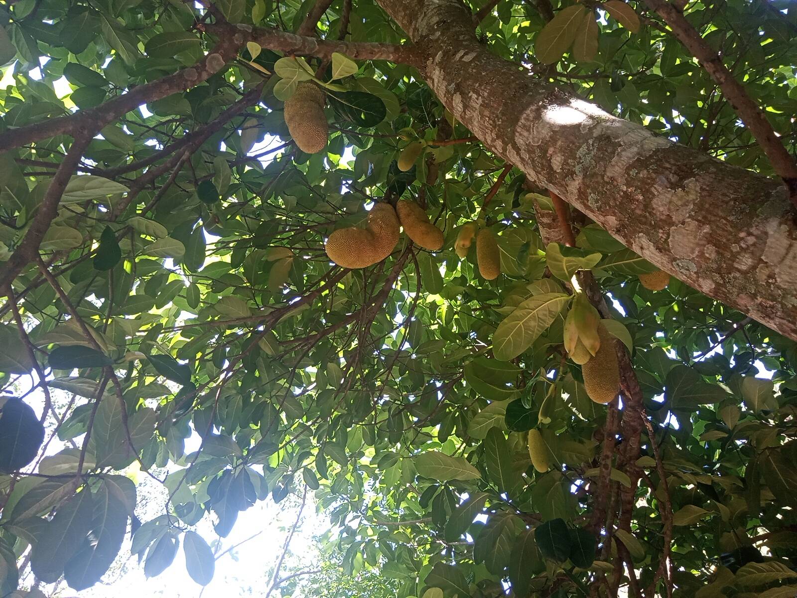 Fazenda à venda com 2 quartos, 200m² - Foto 43