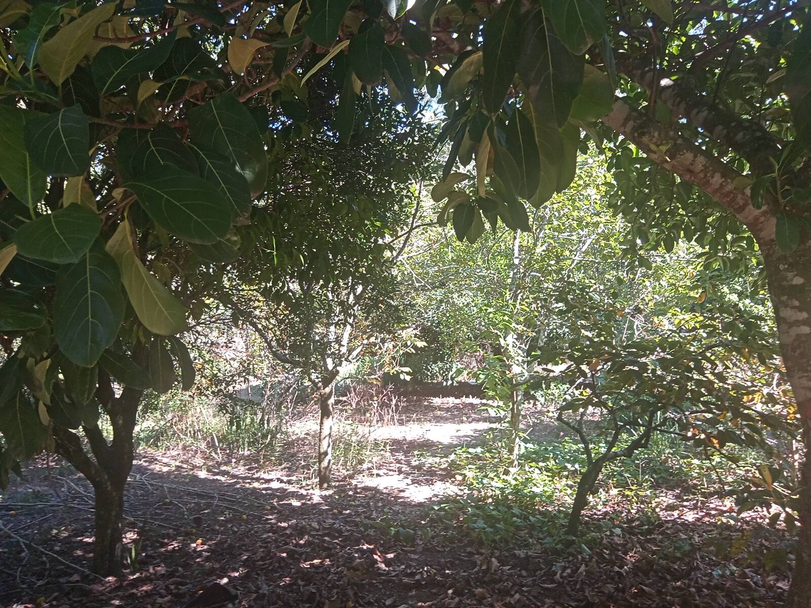 Fazenda à venda com 2 quartos, 200m² - Foto 44