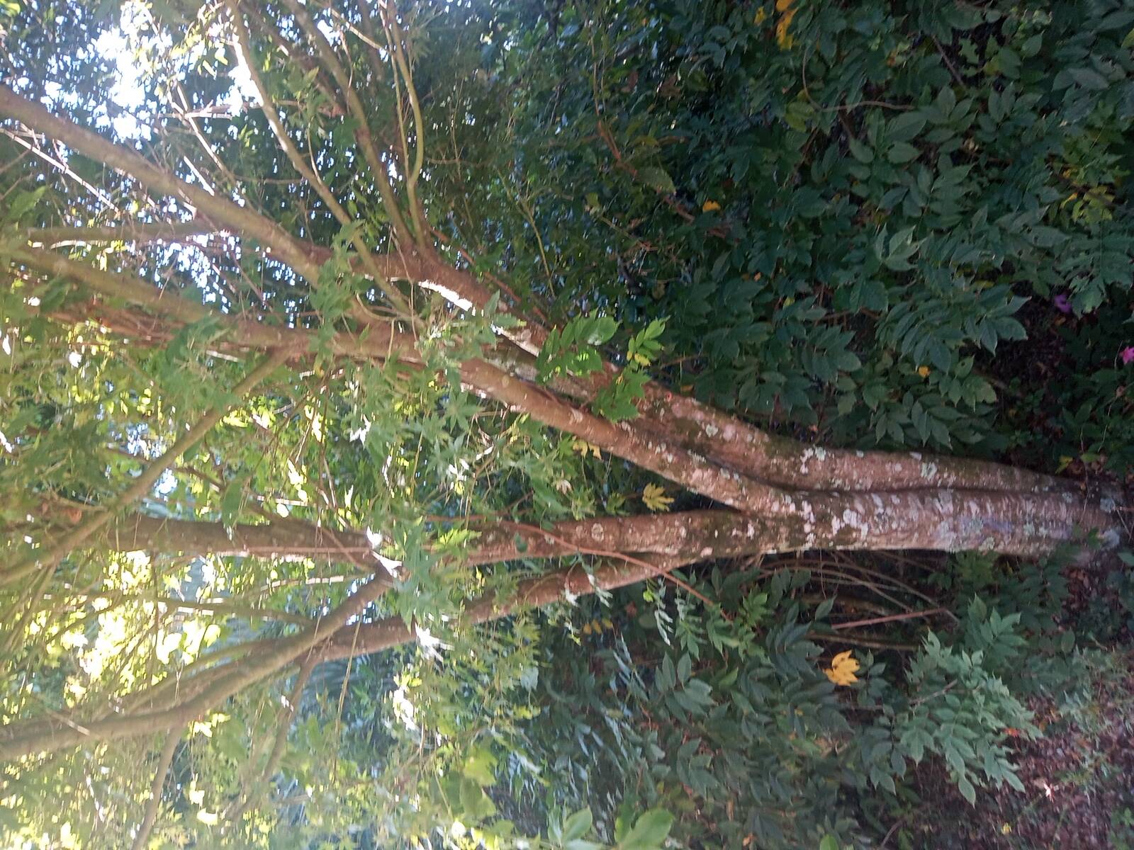 Fazenda à venda com 2 quartos, 200m² - Foto 54