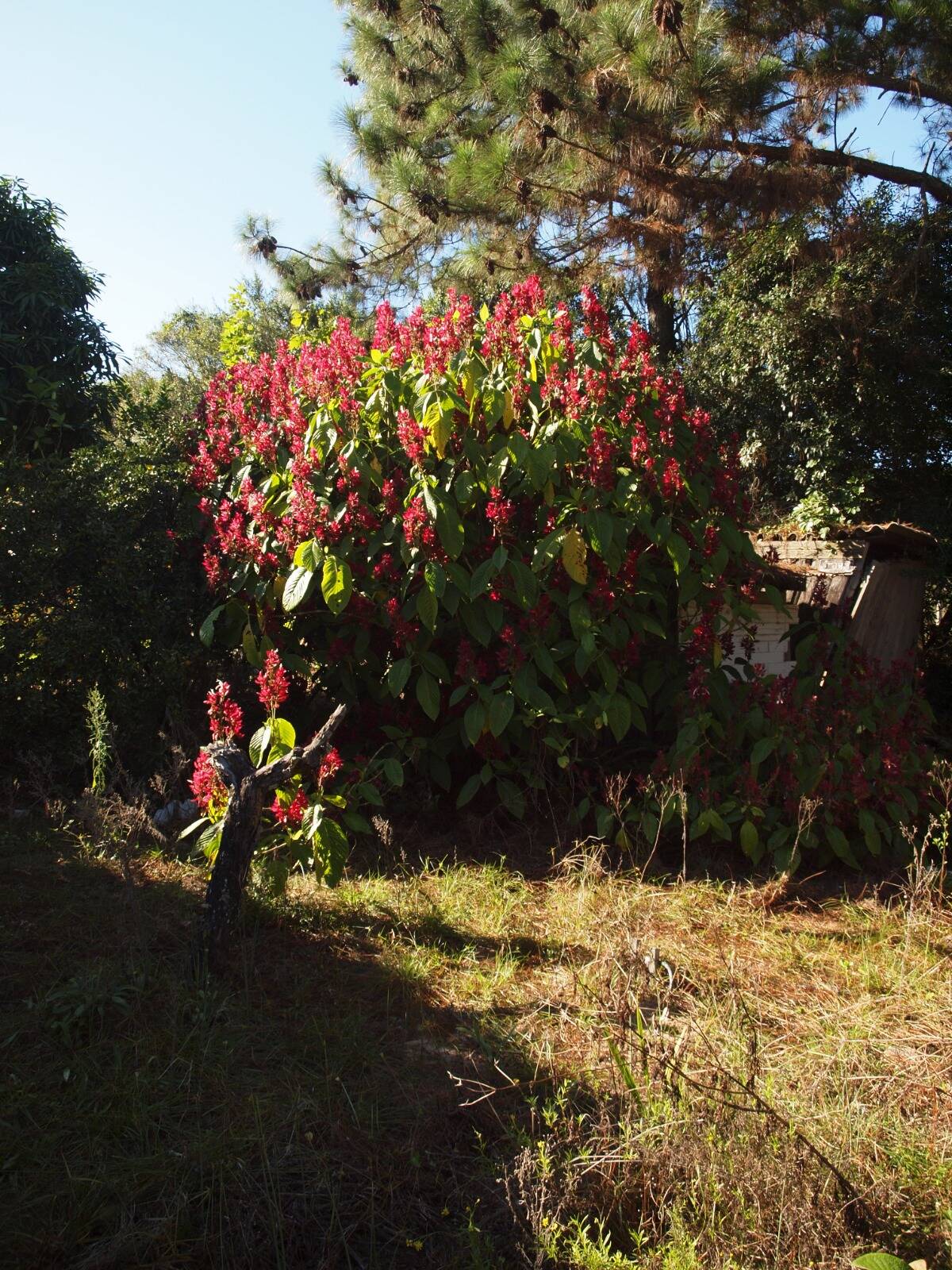 Fazenda à venda com 2 quartos, 200m² - Foto 66