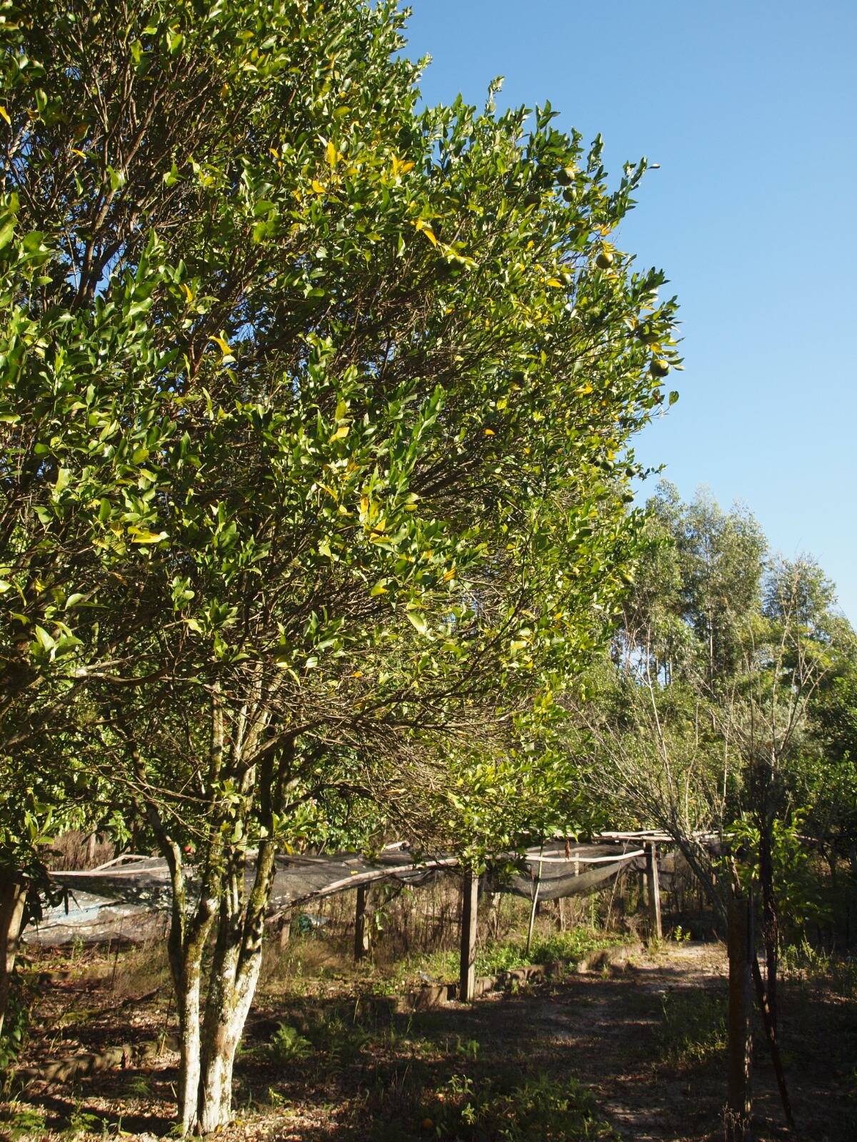 Fazenda à venda com 2 quartos, 200m² - Foto 67