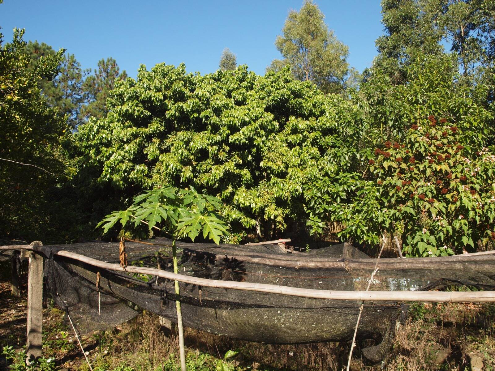 Fazenda à venda com 2 quartos, 200m² - Foto 68