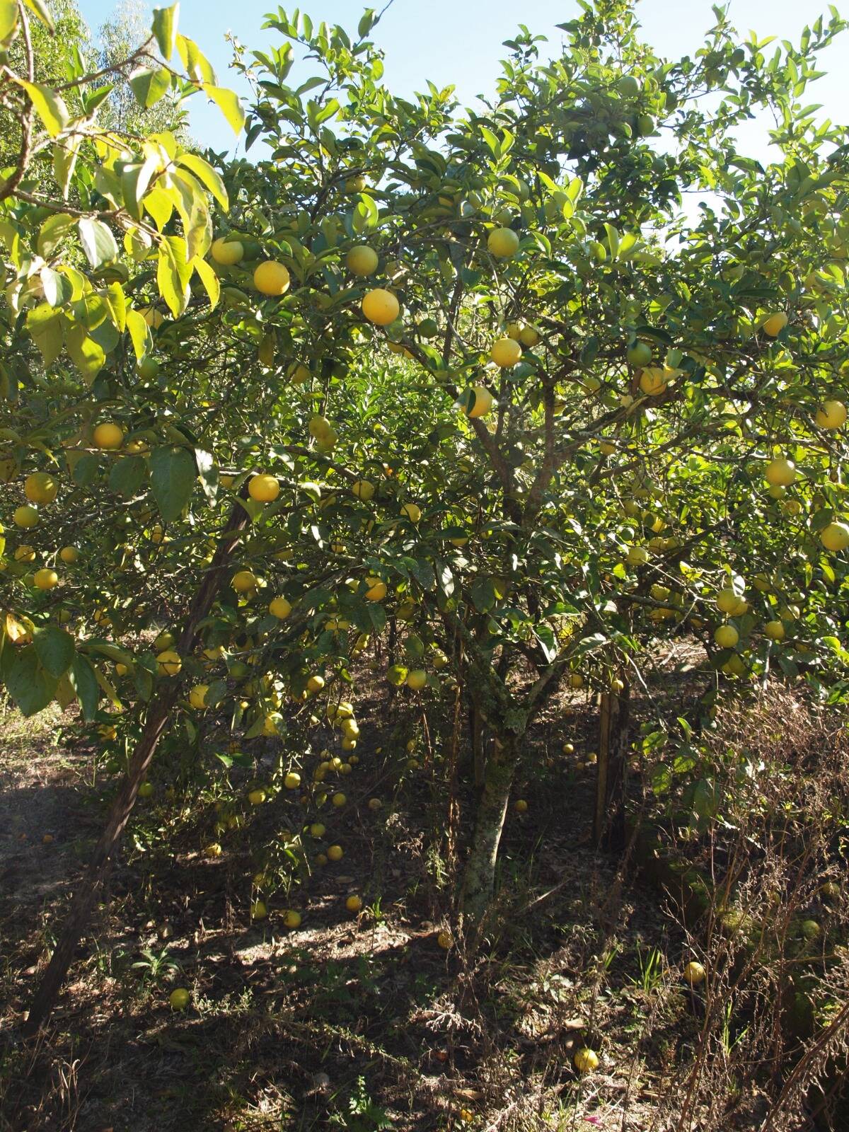 Fazenda à venda com 2 quartos, 200m² - Foto 69