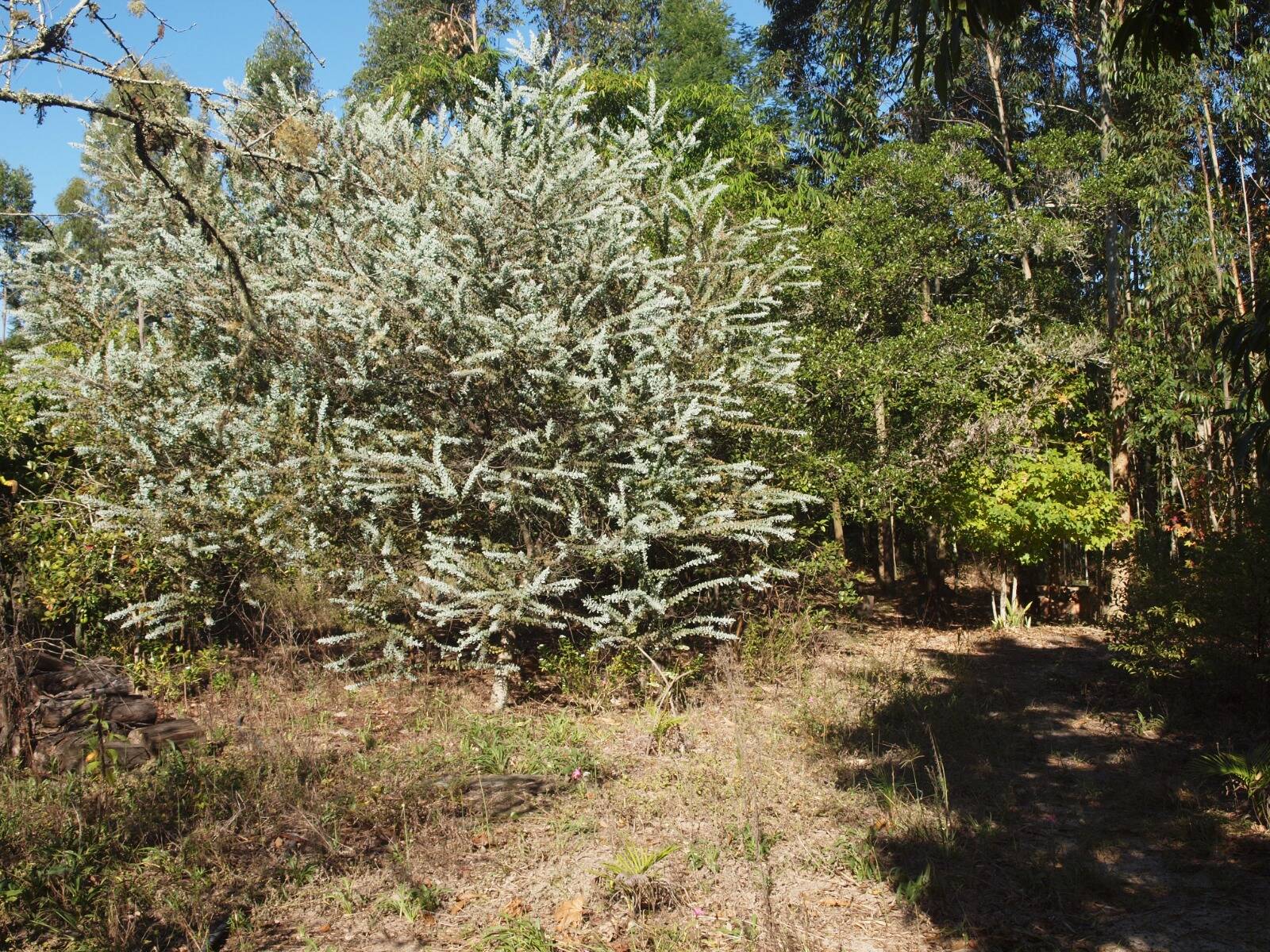 Fazenda à venda com 3 quartos, 2056m² - Foto 23