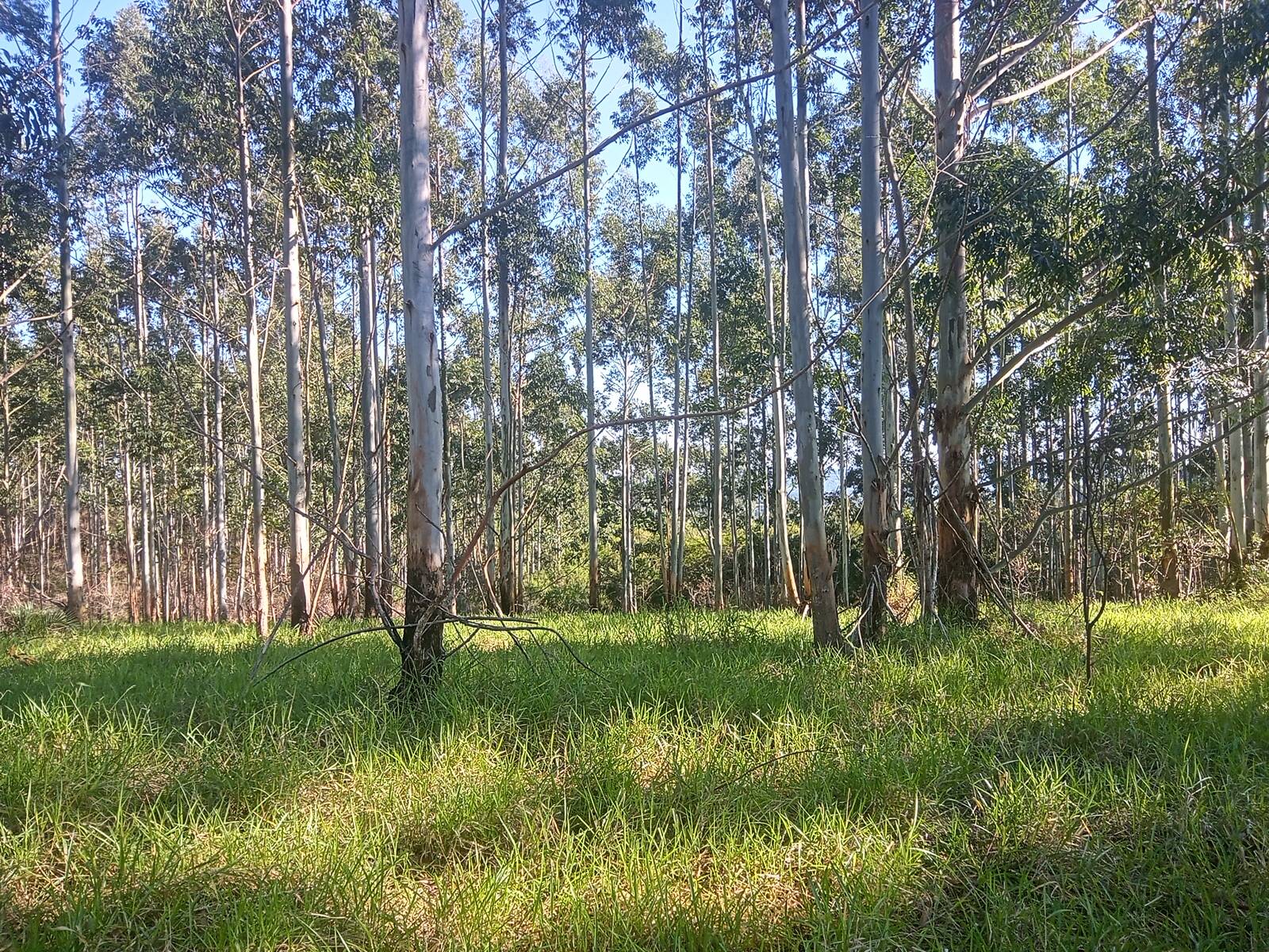 Terreno à venda, 29000m² - Foto 5