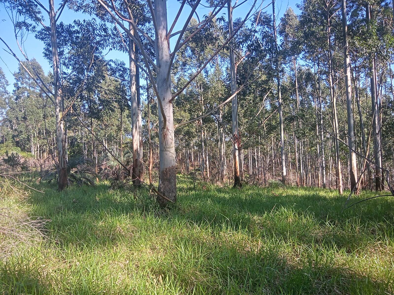 Terreno à venda, 29000m² - Foto 4