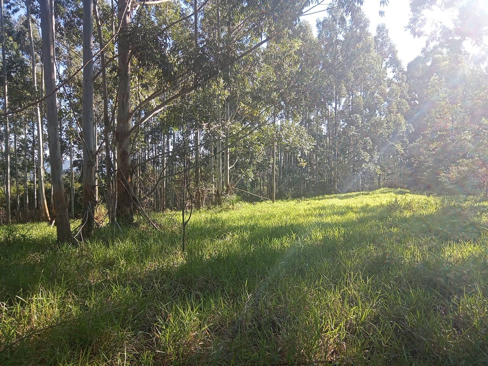 Terreno à venda, 29000m² - Foto 1