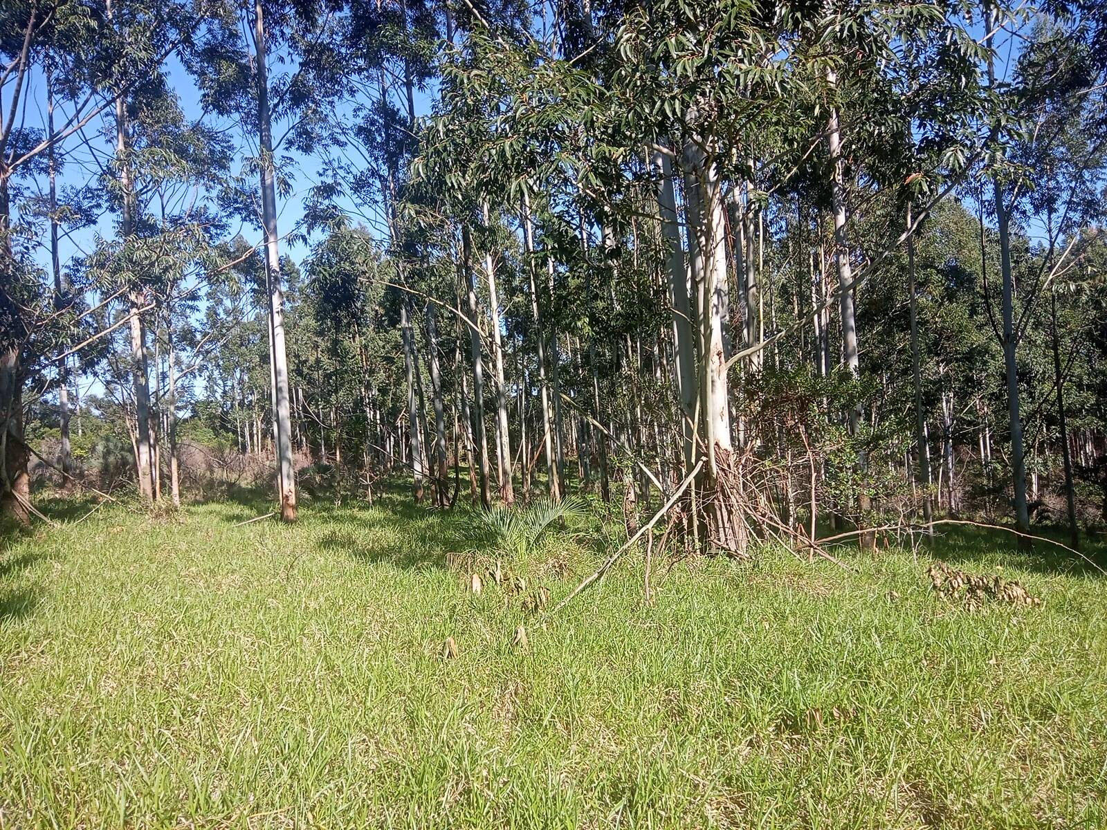 Terreno à venda, 29000m² - Foto 7