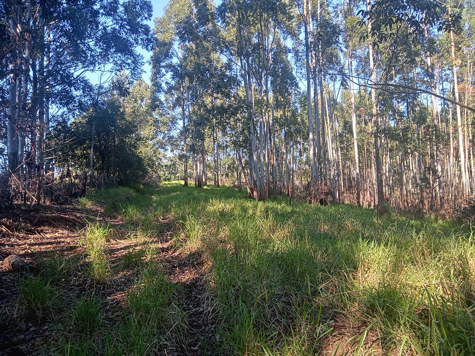 Terreno à venda, 29000m² - Foto 8