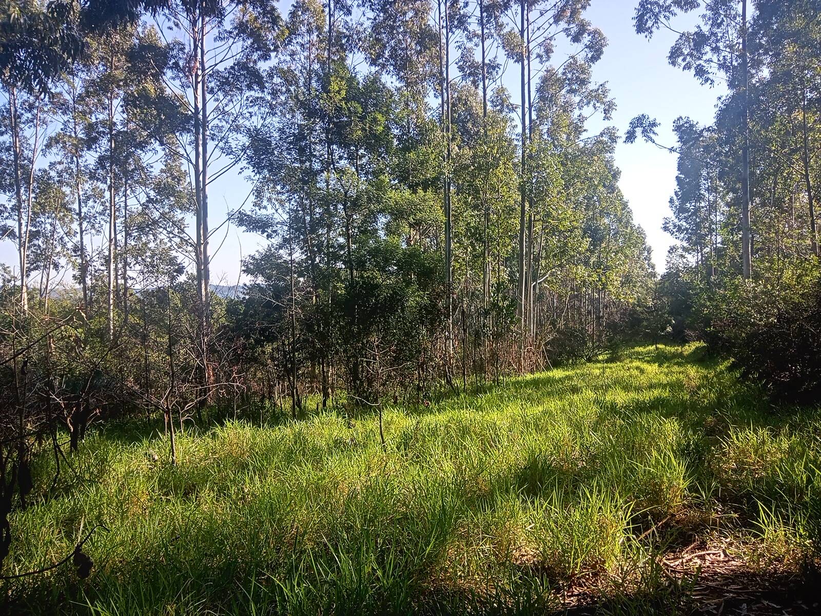 Terreno à venda, 29000m² - Foto 9