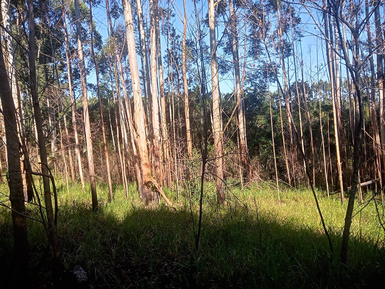 Terreno à venda, 29000m² - Foto 10