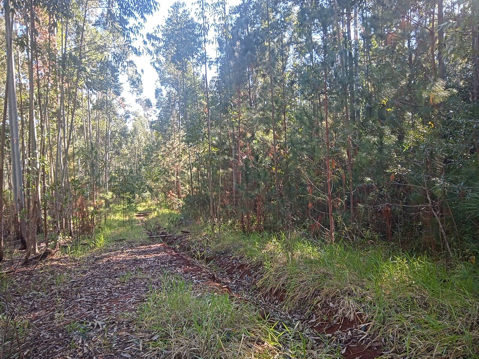 Terreno à venda, 29000m² - Foto 13