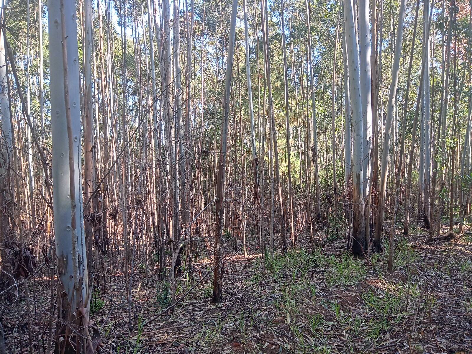 Terreno à venda, 29000m² - Foto 14