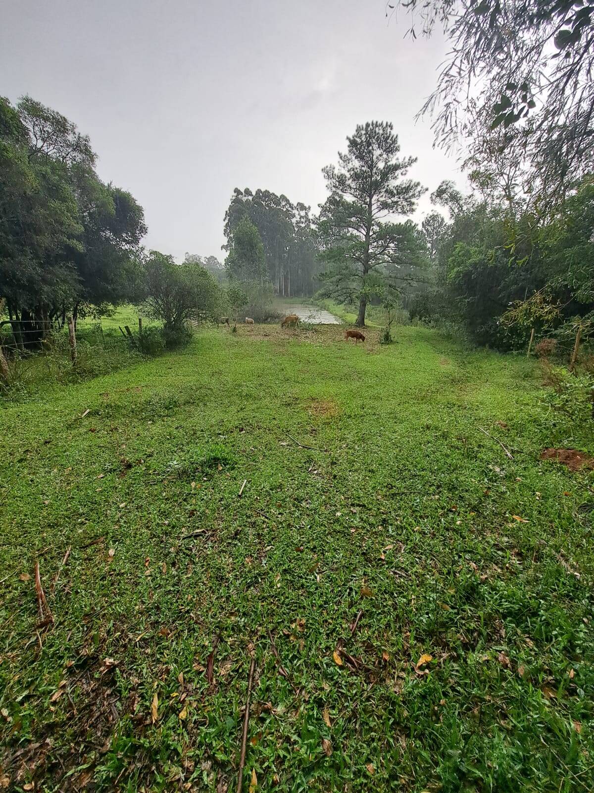 Fazenda à venda com 2 quartos, 250m² - Foto 37