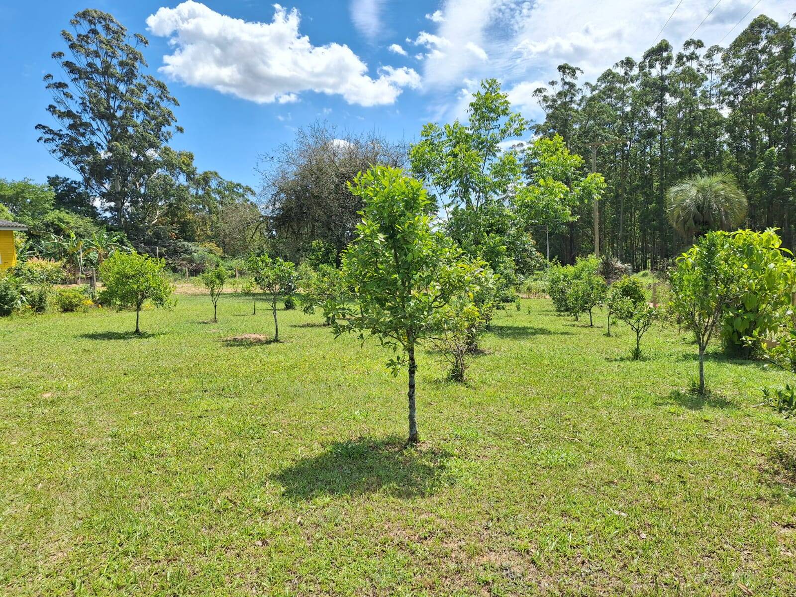 Fazenda à venda com 2 quartos, 99m² - Foto 3