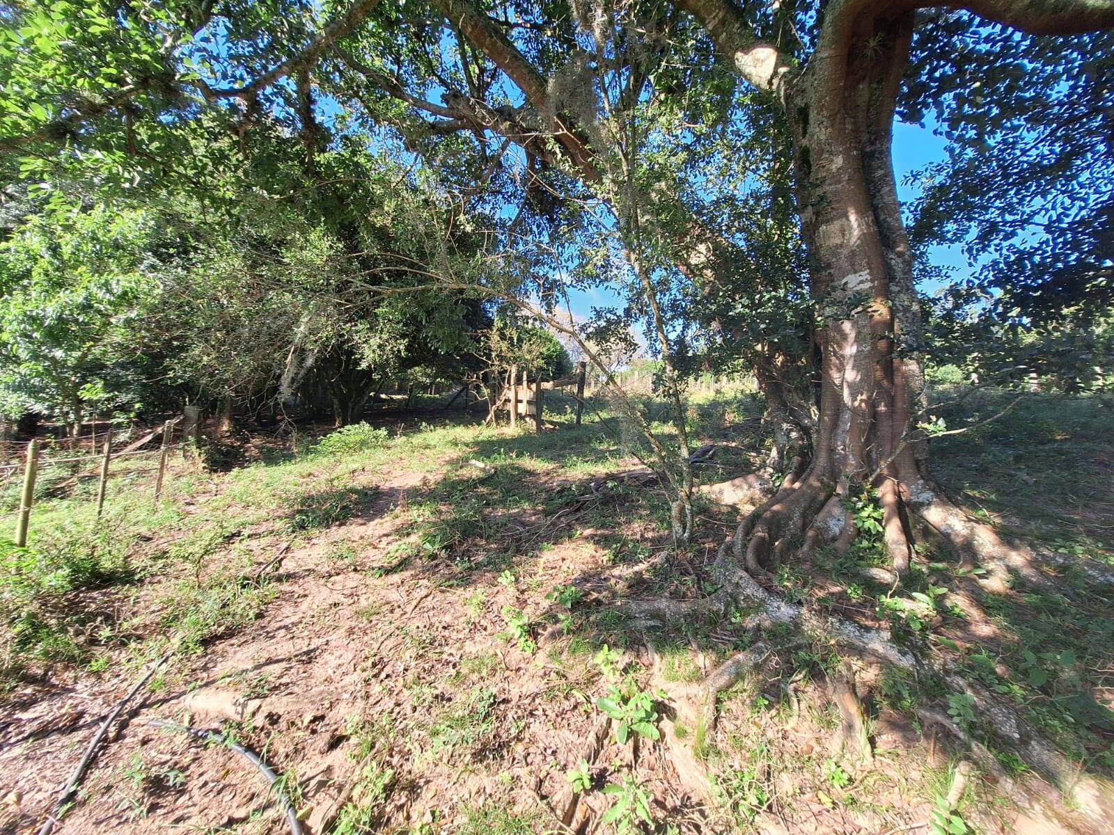 Fazenda à venda com 3 quartos, 110m² - Foto 28