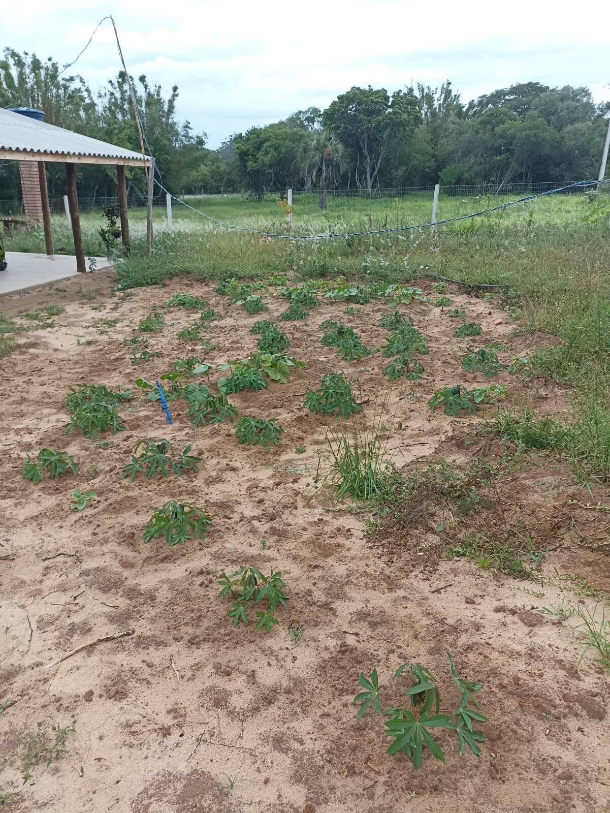 Fazenda à venda com 2 quartos, 271m² - Foto 22