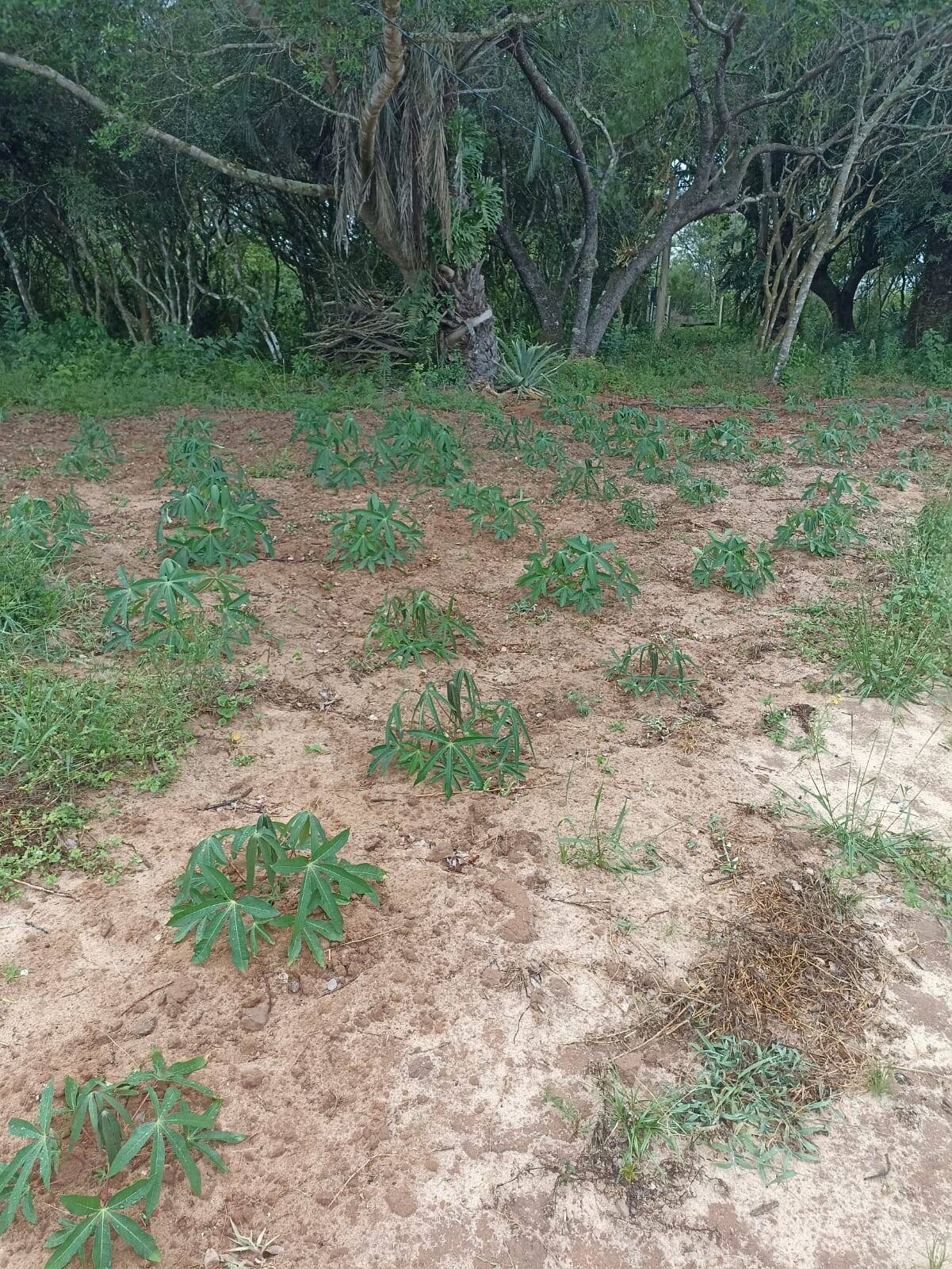 Fazenda à venda com 2 quartos, 271m² - Foto 24