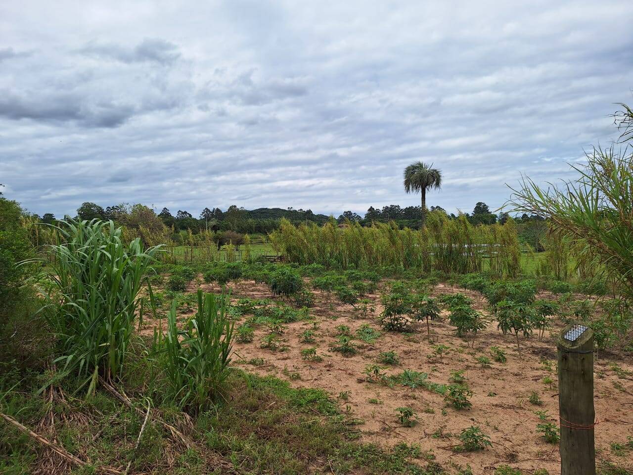 Fazenda à venda com 2 quartos, 271m² - Foto 43