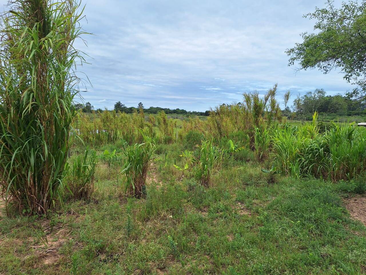 Fazenda à venda com 2 quartos, 271m² - Foto 42