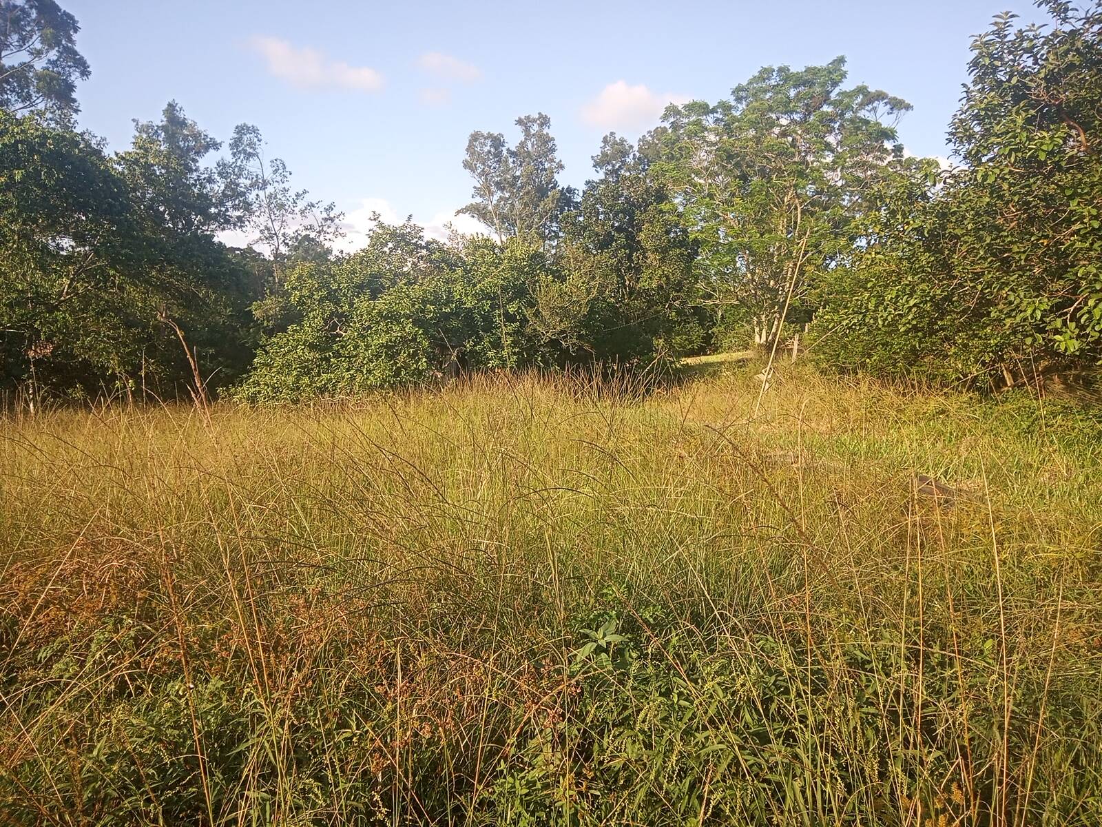 Fazenda à venda com 2 quartos, 85m² - Foto 17