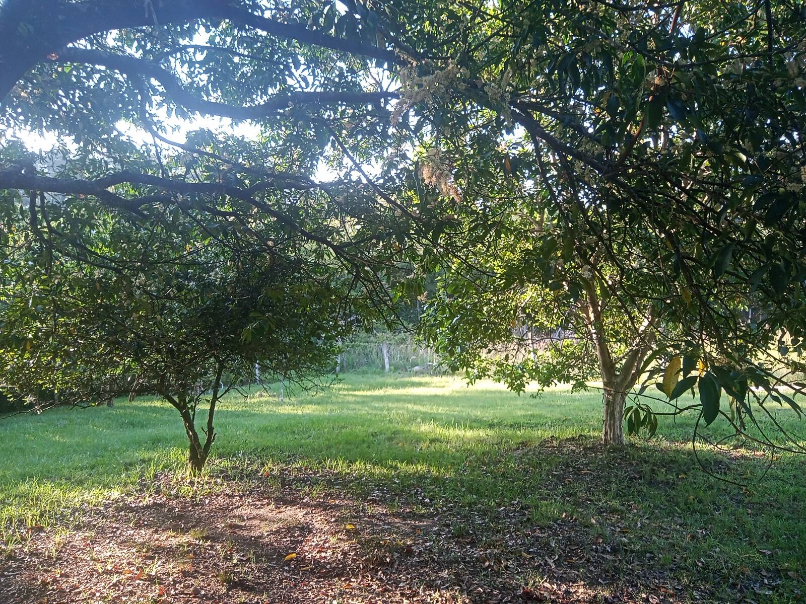 Fazenda à venda com 2 quartos, 85m² - Foto 15