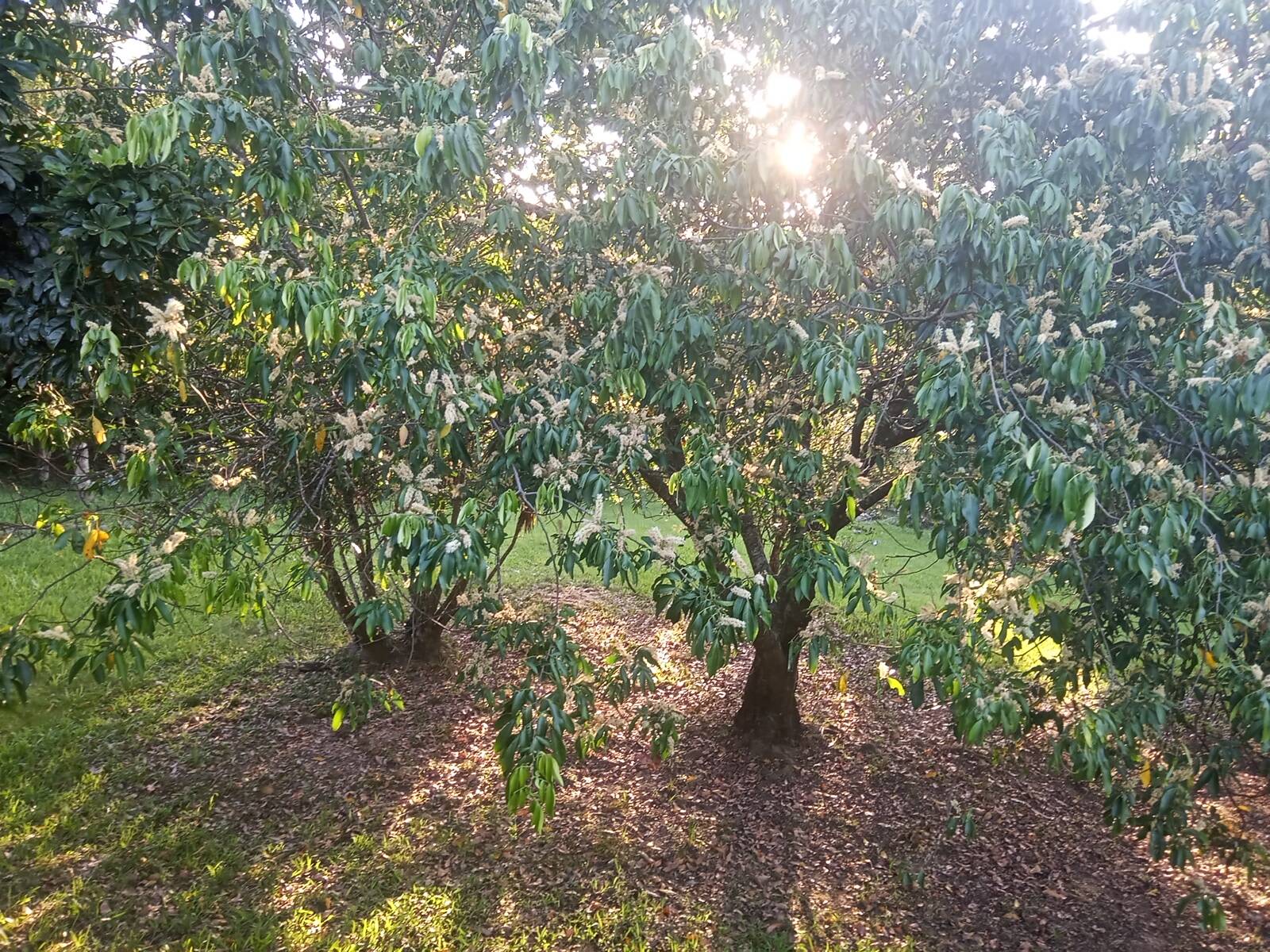 Fazenda à venda com 2 quartos, 85m² - Foto 30